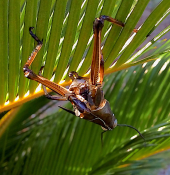 [The bent legs are attached to thin leaves and the body hangs downward. The short antenna appear to be attached to white 